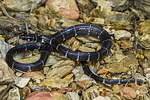 Halloween Snake (Pliocercus euryzonus), Mashpi Rainforest Biodiversity Reserve, Pichincha, Ecuador