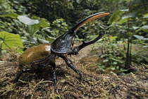 Hercules Scarab Beetle (Dynastes hercules) male, Mashpi Rainforest Biodiversity Reserve, Pichincha, Ecuador