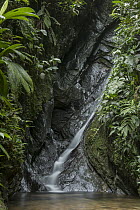 Waterfall, Mashpi Rainforest Biodiversity Reserve, Pichincha, Ecuador