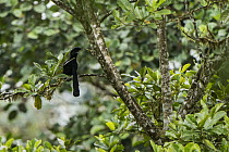 Long-wattled Umbrellabird (Cephalopterus penduliger) in cloud forest, western slope of Andes, Ecuador