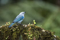 Blue-gray Tanager (Thraupis episcopus), western slope of Andes, Ecuador