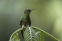 Buff-tailed Coronet (Boissonneaua flavescens) hummingbird, western slope of Andes, Ecuador