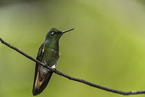 Buff-tailed Coronet (Boissonneaua flavescens) hummingbird, western slope of Andes, Ecuador