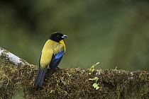 Black-chinned Mountain-Tanager (Anisognathus notabilis), western slope of Andes, Ecuador