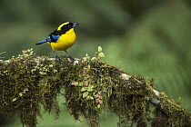 Blue-winged Mountain-Tanager (Anisognathus somptuosus), western slope of Andes, Ecuador