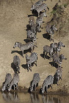 Grant's Zebra (Equus burchellii boehmi) crossing river, Mara River, Masai Mara, Kenya