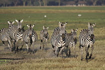 Grant's Zebra (Equus burchellii boehmi) herd running, Amboseli National Park, Kenya