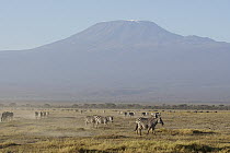 Grant's Zebra (Equus burchellii boehmi) herd near volcano, Mount Kilimanjaro, Amboseli National Park, Kenya