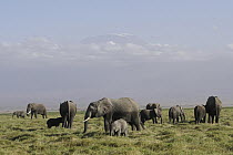 African Elephant (Loxodonta africana) herd near volcano, Mount Kilimanjaro, Amboseli National Park, Kenya