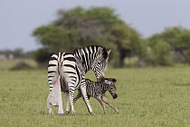 Grant's Zebra (Equus burchellii boehmi) mother cleaning newborn, Amboseli National Park, Kenya