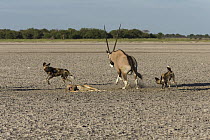 Oryx (Oryx gazella) mother defending her already killed calf against African Wild Dog (Lycaon pictus) pair, Africa