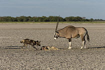 Oryx (Oryx gazella) mother defending her already killed calf against African Wild Dog (Lycaon pictus), Africa