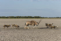 Oryx (Oryx gazella) mother defending her already killed calf against African Wild Dog (Lycaon pictus) pack, Africa