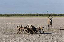 Oryx (Oryx gazella) mother near African Wild Dog (Lycaon pictus) pack who killed her calf, Africa