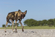 African Wild Dog (Lycaon pictus) on salt pan, Nxai Pan National Park, Botswana