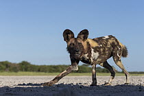 African Wild Dog (Lycaon pictus) in salt pan, Nxai Pan National Park, Botswana