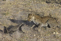 Leopard (Panthera pardus) female fighting with Honey Badger (Mellivora capensis), Africa