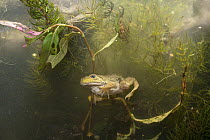 American Bullfrog (Rana catesbeiana) sub-adult in pond, Oregon