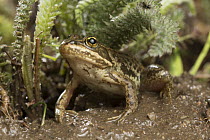 Columbia Spotted Frog (Rana luteiventris) at night, Big Hole National Battlefield, Montana