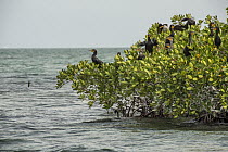 Double-crested Cormorant (Phalacrocorax auritus) group nesting in Red Mangroves (Rhizophora mangle), Biscayne Bay, Florida