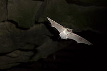Gray Myotis (Myotis grisescens) flying out of cave, Mammoth Cave National Park, Kentucky