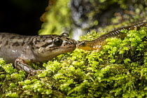 Coastal Giant Salamander (Dicamptodon tenebrosus) with Cascade Torrent Salamander (Rhyacotriton cascadae) at night, Columbia River Gorge, Oregon