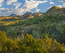 Chamisa (Atriplex canescens) bushes in shrubland, Santa Rita Mountains, Arizona