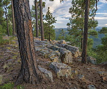 Ponderosa Pine (Pinus ponderosa) trees, Mogollon Rim, Mazatzal Wilderness, Coconino National Forest, Arizona