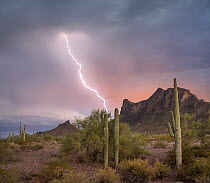 Saguaro (Carnegiea gigantea) cacti with lightning over peak in desert, Picacho Peak State Park, Arizona