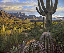 Saguaro (Carnegiea gigantea) and barrel cacti, Santa Catalina Mountains, Arizona