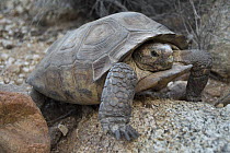 Desert Tortoise (Gopherus agassizii), Arizona