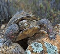 Desert Tortoise (Gopherus agassizii), Santa Catalina Mountains, Arizona