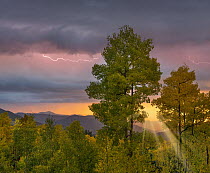 Lightning over deciduous forest at sunset, Santa Fe National Forest, New Mexico