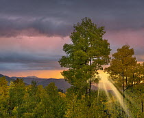 Thunderstorm over deciduous forest at sunset, Santa Fe National Forest, New Mexico