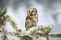 Boreal Owl (Aegolius funereus) in winter, Zdarske Vrchy, Bohemian-Moravian Highlands, Czech Republic