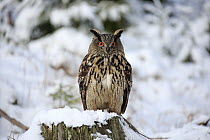 Eurasian Eagle-Owl (Bubo bubo) in winter, Zdarske Vrchy, Bohemian-Moravian Highlands, Czech Republic