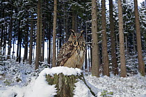 Eurasian Eagle-Owl (Bubo bubo) in forest in winter, Zdarske Vrchy, Bohemian-Moravian Highlands, Czech Republic