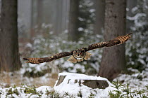 Eurasian Eagle-Owl (Bubo bubo) flying in winter, Zdarske Vrchy, Bohemian-Moravian Highlands, Czech Republic