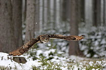 Eurasian Eagle-Owl (Bubo bubo) flying in winter, Zdarske Vrchy, Bohemian-Moravian Highlands, Czech Republic