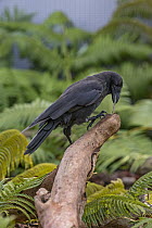 Hawaiian Crow (Corvus hawaiiensis) using stick tool to reach food, native to Hawaii