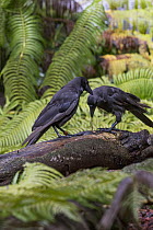 Hawaiian Crow (Corvus hawaiiensis) pair using stick tool to reach food, native to Hawaii