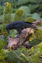 Hawaiian Crow (Corvus hawaiiensis) using stick tool to reach food, native to Hawaii