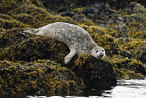 Harbor Seal (Phoca vitulina) on rocks, Prince William Sound, Alaska