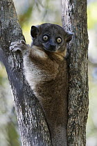 Grey Bamboo Lemur (Hapalemur griseus) juvenile, Madagascar
