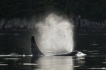 Orca (Orcinus orca) surfacing, Prince William Sound, Alaska