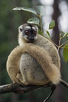 Common Brown Lemur (Eulemur fulvus), Madagascar