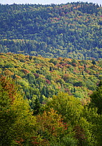 Maple (Acer sp) trees in deciduous forest in autumn, Mont-Tremblant, Quebec, Canada