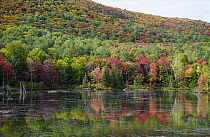 Maple (Acer sp) trees along lake in deciduous forest in autumn, Mont-Tremblant, Quebec, Canada