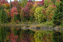 Maple (Acer sp) trees along lake in deciduous forest in autumn, Mont-Tremblant, Quebec, Canada