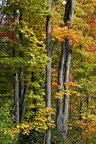 Maple (Acer sp) trees in autumn, Mont-Tremblant, Quebec, Canada